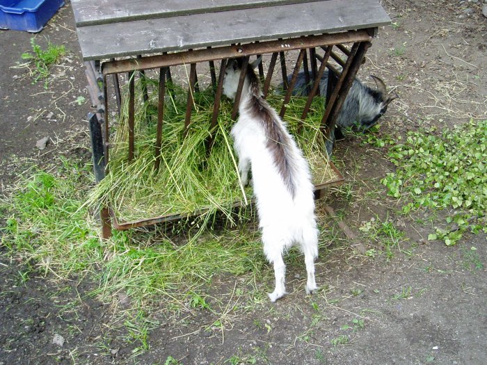 Goats at Skansen, Stockholm