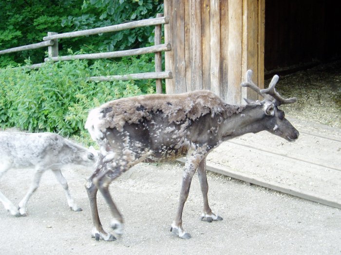 Reindeer in Skansen