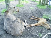 Skansen zoo animals