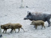 Skansen farm animals